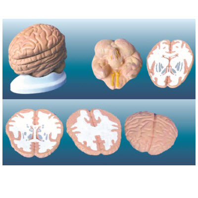 腦水平切面模型 YJ/SJ008