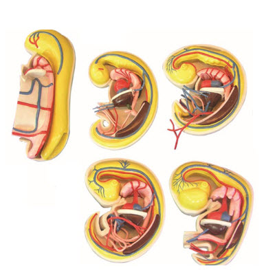 消化、呼吸、泌尿生殖、體腔的發(fā)生解剖示教模型 YJ/ZZ2017
