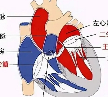 美敦力evproplus-34us經(jīng)導(dǎo)管主動(dòng)脈瓣膜系統(tǒng)